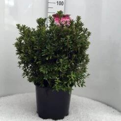 Japanse Azalea (Rhododendron 'Madame Van Hecke') -Garden Plants Series Store r. aj mme van hecke c15
