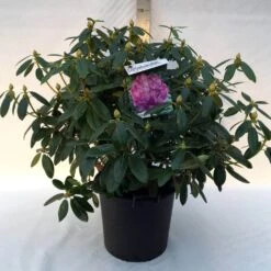 Rhododendron (Rhododendron Catawbiense 'Grandiflorum') -Garden Plants Series Store r. cat. grandiflorum c30