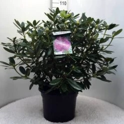 Rhododendron (Rhododendron Catawbiense 'Grandiflorum') -Garden Plants Series Store r. cat grandiflorum c20