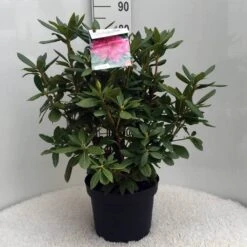 Rhododendron (Rhododendron 'Cosmopolitan') -Garden Plants Series Store r. cosmopolitan c10 50 cm