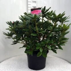 Rhododendron (Rhododendron 'Cosmopolitan') -Garden Plants Series Store r. cosmopolitan c20