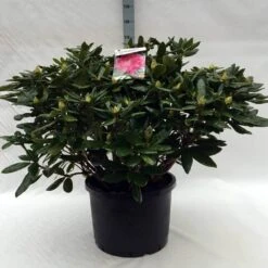 Rhododendron (Rhododendron 'Cosmopolitan') -Garden Plants Series Store r. cosmopolitan c40