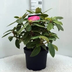 Rhododendron (Rhododendron 'Germania') -Garden Plants Series Store r. germania c10 50 cm