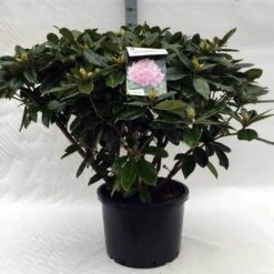 Rhododendron (Rhododendron 'Gomer Waterer') -Garden Plants Series Store r. gomer waterer c40