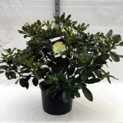 Rhododendron (Rhododendron 'Horizon Monarch') -Garden Plants Series Store r. horizon monarch c40