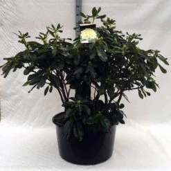 Rhododendron (Rhododendron 'Horizon Monarch') -Garden Plants Series Store r. horizon monarch c80