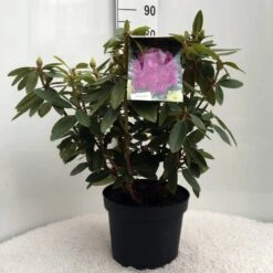 Rhododendron (Rhododendron 'Kokardia') -Garden Plants Series Store r. kokardia c10 50 cm