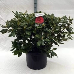 Rhododendron (Rhododendron 'Lord Roberts') -Garden Plants Series Store r. lord roberts c40