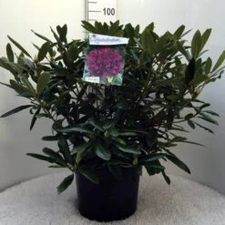 Rhododendron (Rhododendron 'Marcel Menard') -Garden Plants Series Store r. marcel menard c20 2