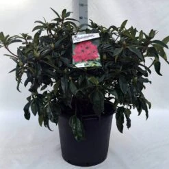 Rhododendron (Rhododendron 'Marie Forte') -Garden Plants Series Store r. marie forte c30