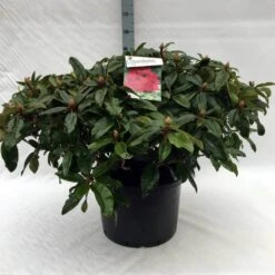 Rhododendron (Rhododendron 'Marie Forte') -Garden Plants Series Store r. marie forte c40