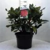 Rhododendron (Rhododendron 'Markeeta's Prize') -Garden Plants Series Store r. markeeta s prize c20 1