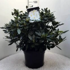 Rhododendron (Rhododendron 'Madame Masson') -Garden Plants Series Store r. mme masson c20