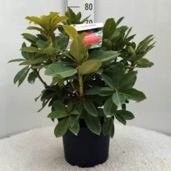 Rhododendron (Rhododendron 'Red Jack') -Garden Plants Series Store r. red jack c10 50 cm
