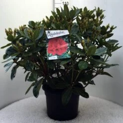 Rhododendron (Rhododendron 'Red Jack') -Garden Plants Series Store r. red jack c20 1
