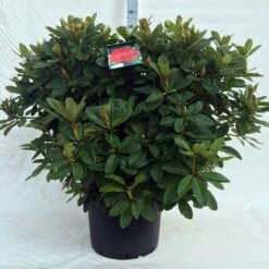 Rhododendron (Rhododendron 'Red Jack') -Garden Plants Series Store r. red jack c40 1