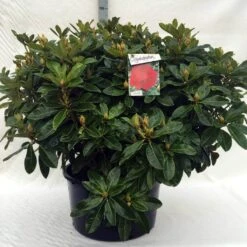 Rhododendron (Rhododendron 'Red Jack') -Garden Plants Series Store r. red jack c80 1
