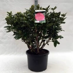Rhododendron (Rhododendron 'Rocket') -Garden Plants Series Store r. rocket c40 1