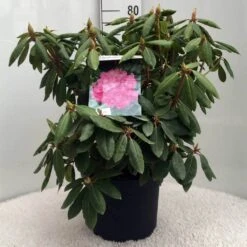 Rhododendron (Rhododendron 'Roseum Elegans') -Garden Plants Series Store r. roseum elegans c10 50 cm 1