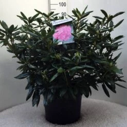 Rhododendron (Rhododendron 'Roseum Elegans') -Garden Plants Series Store r. roseum elegans c20 1