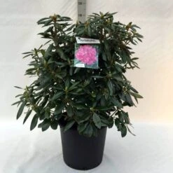 Rhododendron (Rhododendron 'Roseum Elegans') -Garden Plants Series Store r. roseum elegans c30 1