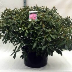 Rhododendron (Rhododendron 'Roseum Elegans') -Garden Plants Series Store r. roseum elegans c80 1