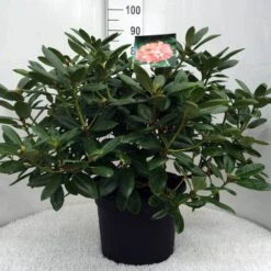 Rhododendron (Rhododendron 'Virginia Richards') -Garden Plants Series Store r. virg. richards c20