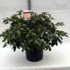 Rhododendron (Rhododendron 'Virginia Richards') -Garden Plants Series Store r. virginia richards c40