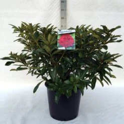 Rhododendron (Rhododendron 'Wilgen's Ruby') -Garden Plants Series Store r. wilgen s ruby c30