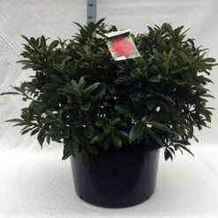 Rhododendron (Rhododendron 'Wilgen's Ruby') -Garden Plants Series Store r. wilgens ruby c80