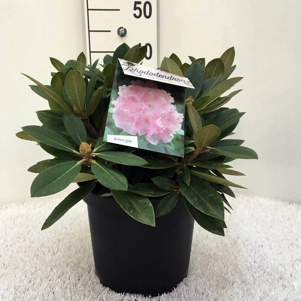 Dwergrhododendron (Rhododendron 'Dreamland') 13 Dwergrhododendron (Rhododendron 'Dreamland') - Image 11