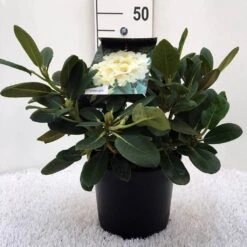 Rhododendron (Rhododendron 'Flava') -Garden Plants Series Store r. y flava c5