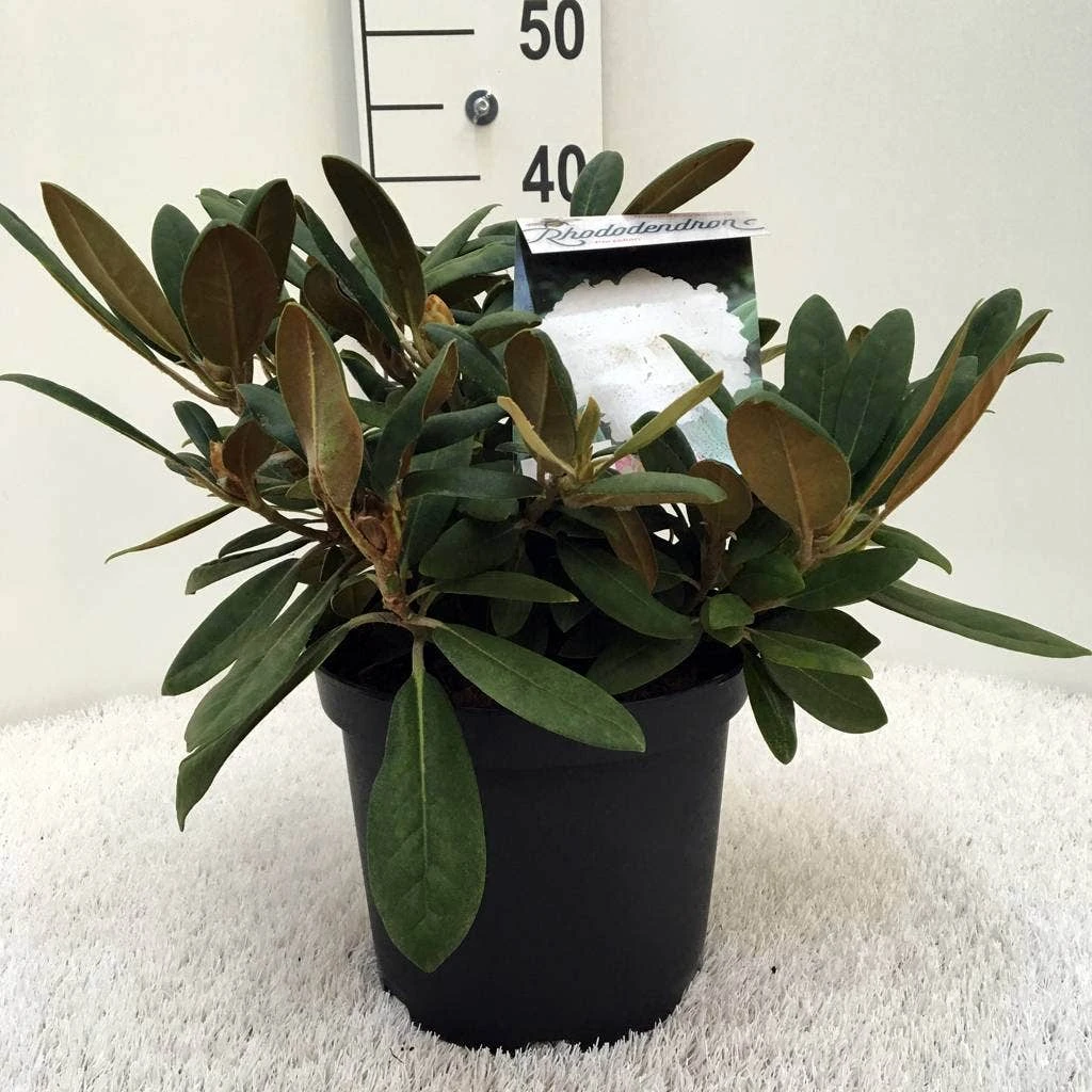 Dwergrhododendron (Rhododendron 'Porzellan') 8 Dwergrhododendron (Rhododendron 'Porzellan') - Image 6