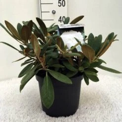 Dwergrhododendron (Rhododendron 'Porzellan') -Garden Plants Series Store r. y porzelan c5