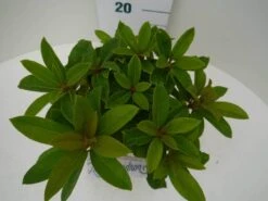 Rhododendron (Rhododendron 'Red Jack') -Garden Plants Series Store red jack c2 boven