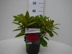 Rhododendron (Rhododendron 'Red Jack') -Garden Plants Series Store red jack c2 voor 1