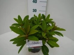 Rhododendron (Rhododendron 'Red Jack') -Garden Plants Series Store red jack c2 zij