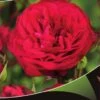 Stamroos (Rosa 'Red Meilove') -Garden Plants Series Store red meilove v