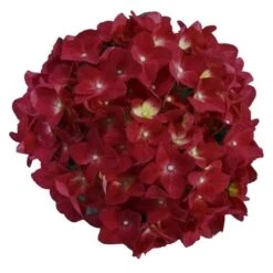 Hortensia Red Reggae (Hydrangea 'Music Collection') 7 Hortensia Red Reggae (Hydrangea 'Music Collection') -Garden Plants Series Store red reggae 2 2