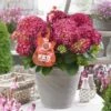 Hortensia Red Reggae (Hydrangea 'Music Collection') -Garden Plants Series Store red reggea 2 2