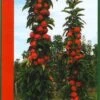 Zuilfruit (Malus Domestica 'Redcats') -Garden Plants Series Store redcats1