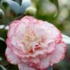 Camelia (Camellia Japonica 'Margaret Davis') -Garden Plants Series Store rera03446 1