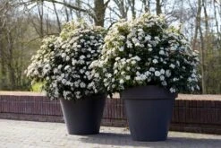 Groenblijvende Sneeuwbal (Viburnum Tinus 'Eve Price') -Garden Plants Series Store rera04753 1