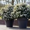 Sneeuwbal Als Bolvorm (Viburnum Tinus 'Eve Price')