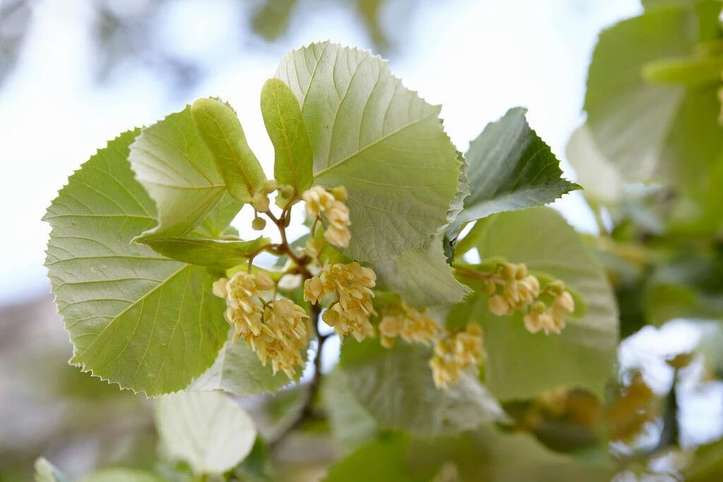 Grote Zilverlinde (Tilia Tomentosa) 3 Grote Zilverlinde (Tilia Tomentosa)