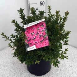 Japanse Azalea (Rhododendron 'Madame Van Hecke') -Garden Plants Series Store rh. aj mme van hecke c10