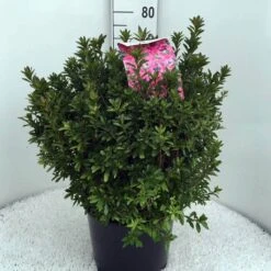 Japanse Azalea (Rhododendron 'Madame Van Hecke') -Garden Plants Series Store rh. aj mme van hecke c15 1