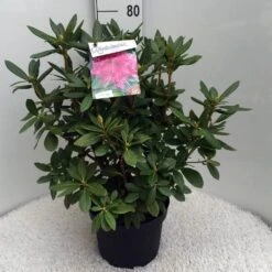 Rhododendron (Rhododendron 'Cosmopolitan') -Garden Plants Series Store rh. cosmopolitan c10 50 cm