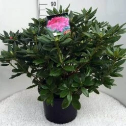 Rhododendron (Rhododendron 'Cosmopolitan') -Garden Plants Series Store rh. cosmopolitan c20