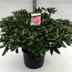 Rhododendron (Rhododendron 'Cosmopolitan') -Garden Plants Series Store rh. cosmopolitan c40